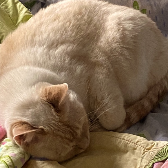 Meet your Posher, Lailah - Picture 1 of 1